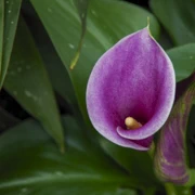 Bloedel Conservatory內。