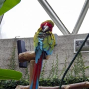 Bloedel Conservatory內。