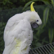 Bloedel Conservatory內。