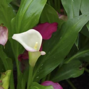 Bloedel Conservatory內。