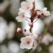 來到Hillcrest Park，終於見到盛開既櫻花樹。