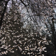 先發現四處尋找既櫻花‧‧‧