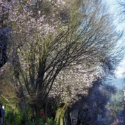 街道旁既櫻花。