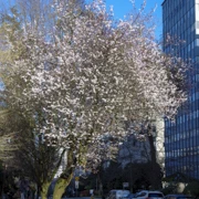 街道旁既櫻花。