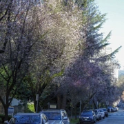 街道旁既櫻花。