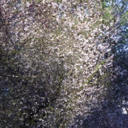 街道旁既櫻花。