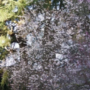 街道旁既櫻花。