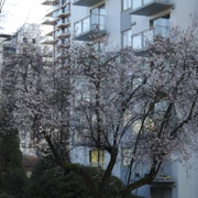 街道旁既櫻花。