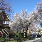 街道旁既櫻花。