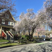 街道旁既櫻花。