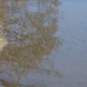 English Bay Beach。