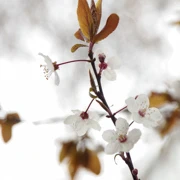 Trout Lake Park既櫻花。