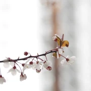 Trout Lake Park既櫻花。