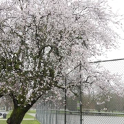 Trout Lake Park既櫻花。