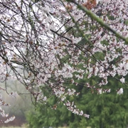 Trout Lake Park既櫻花。