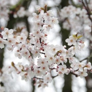 Trout Lake Park既櫻花。