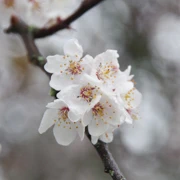 Trout Lake Park既櫻花。