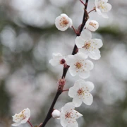 Trout Lake Park既櫻花。