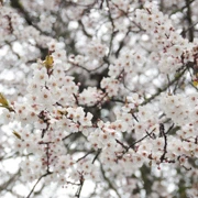 Trout Lake Park既櫻花。