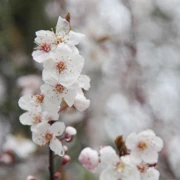 Trout Lake Park既櫻花。