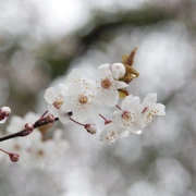 Trout Lake Park既櫻花。