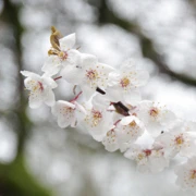Trout Lake Park既櫻花。