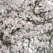 Trout Lake Park既櫻花。