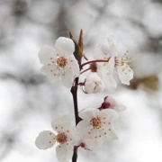 Trout Lake Park既櫻花。