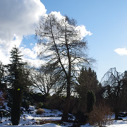 公園內還有不少積雪。