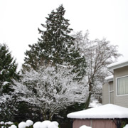 但這次是溫哥華很久沒有的大雪了。