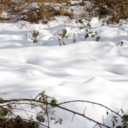 公園內到處還是積雪。